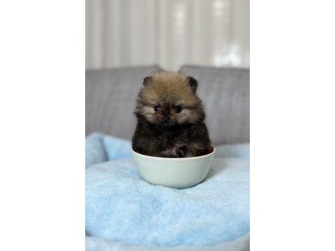 Orjinal tea cup ayı surat orange pomeranian boo
