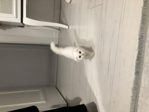 Scottish fold kedimiz