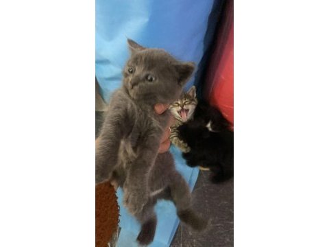 Lütfen acil olarak yuva arıyoruz kediler ücretsizler