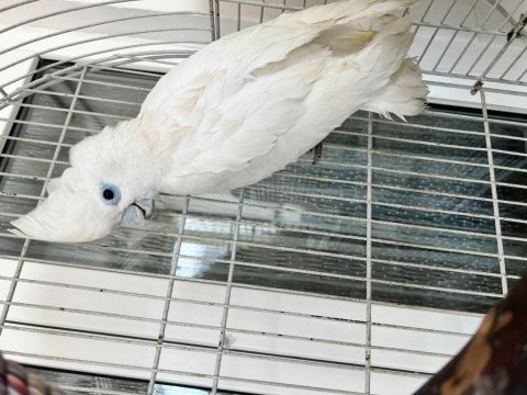 Goffin kakadu 1 yaşında
