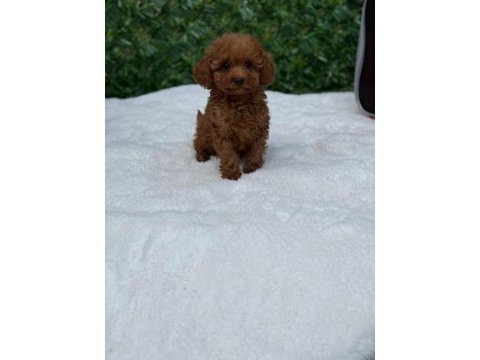 Veteriner kontrollü çok özel toypoodle yavrularımız 