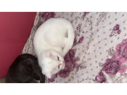 Evimizin scottish fold paşası çiko