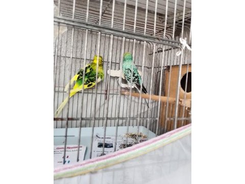 Değerini bilene hakkını verene muhabbet kuşu