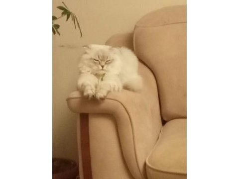 Scottish long hair british shorthair çift sahiplendiriyorum