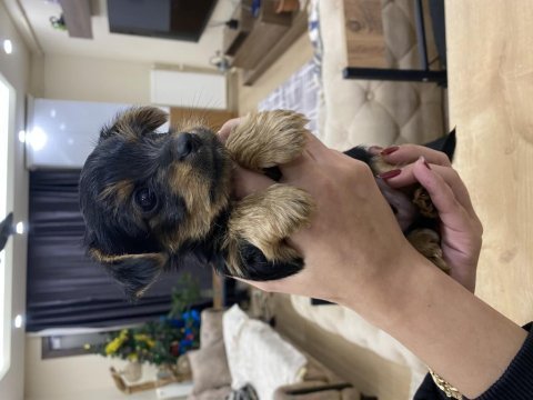 Teacup yorkshire terrier yavrular
