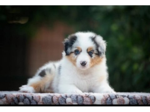 Erkek merle çok kaliteli border collie