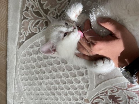 2 aylık erkek british kum ve mama alışkanlığı vardır