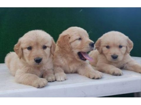 Elit patiler farkıyla golden retriever yavrular