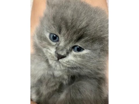 Uzun tüylü scottish fold