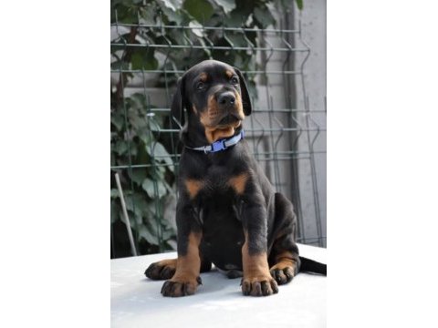 A şecereli doberman yavrular