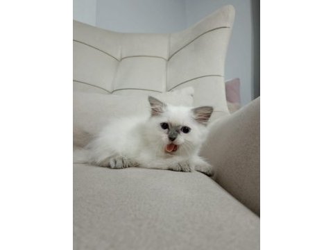 Güzel kedimiz yeni evini bekliyor