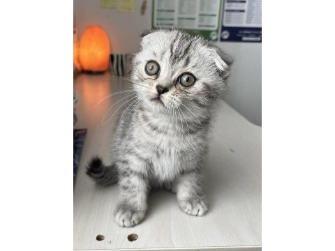 Yavru scottish fold
