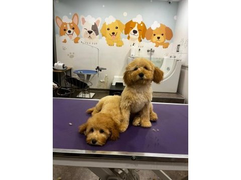 Poodle bebekler