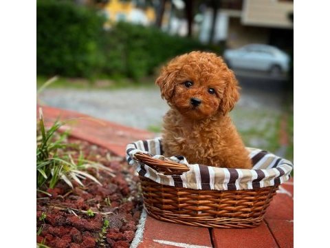 Ruhsatlı üreticiden toy poodle bebekler