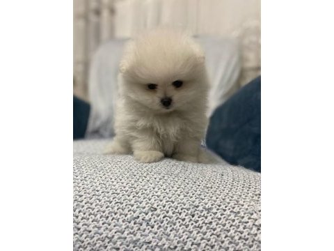 Pomeranian boo bebekler