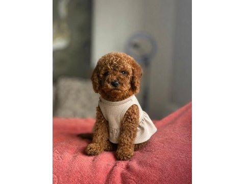 Safkan ırk ve sağlık garantili toy poodle