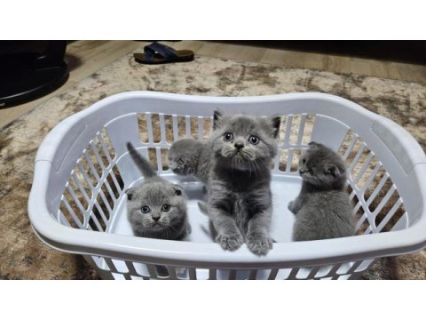 Scottish fold straight 55 günlük yavrular