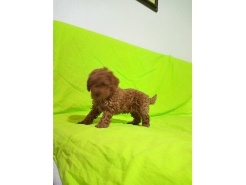 Toy poodle yavrularımız
