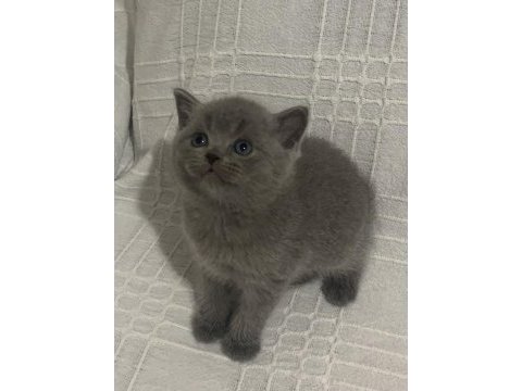 Evden eşsiz show kalite british shorthair yavrular