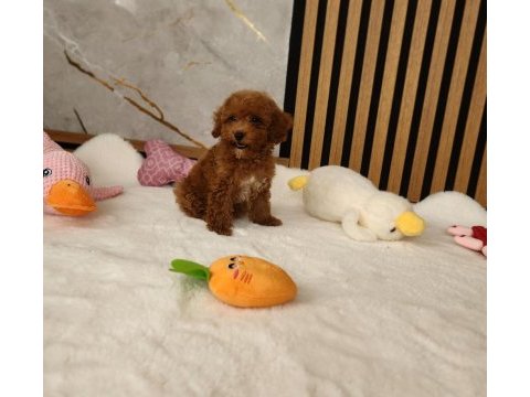 Maltipoo yavrular  sosyal ve seviml