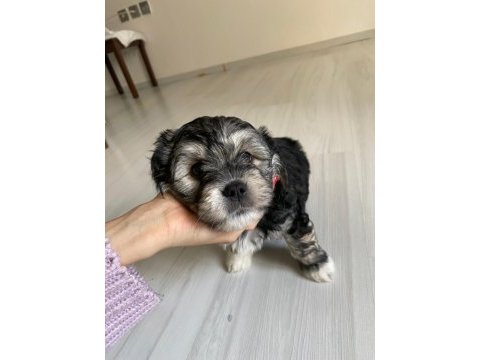 Sütten yeni kesildi dişi ve erkek morkie yavrularımız