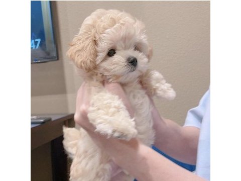 Ev ortamında büyüyen red / white poodle yavrular