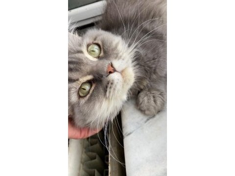 British longhair yavrumuz
