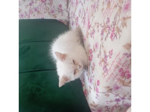 British erkek cins kedi 2 aylık
