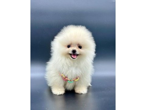 Safkan pomeranian boo bebekler