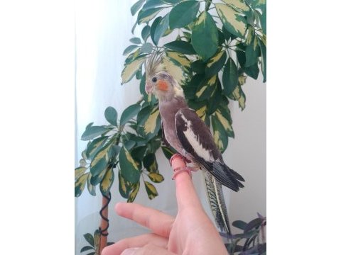Yavru grey sultan papağanı