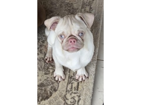 Egzotik pink pug mops