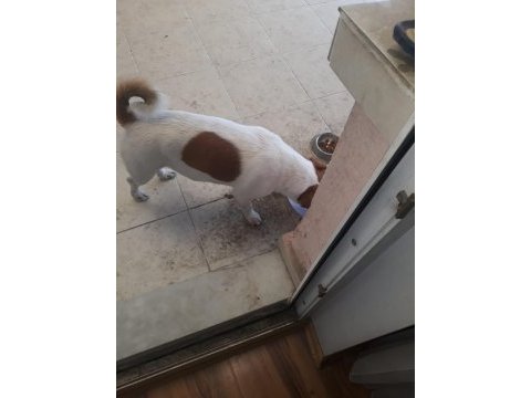 Jack russell köpeğimiz sahiplendirilecek
