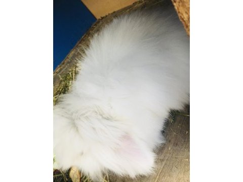 Hollanda lop teddy