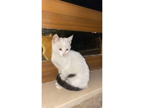 Yavru kedimiz 2 aylık