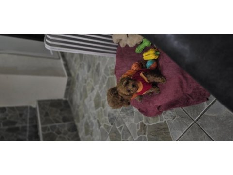 Toy poodle dişi erkek yavrumuz