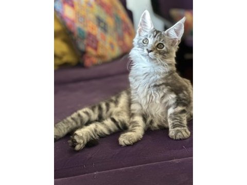 Maine coon - sadece ömürlük yuvalar seçilir