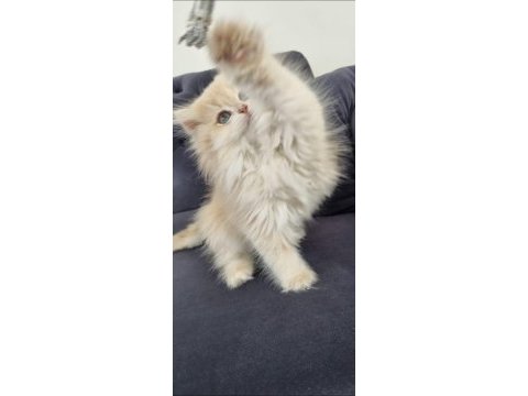 British longhair kedimiz