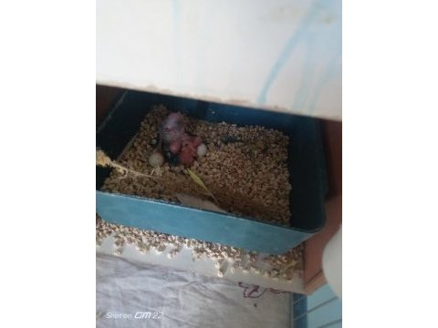3 yavrusuyla birlikte satılık takım muhabbet kuşu