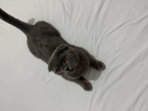 Scottish fold 5 aylık dişi