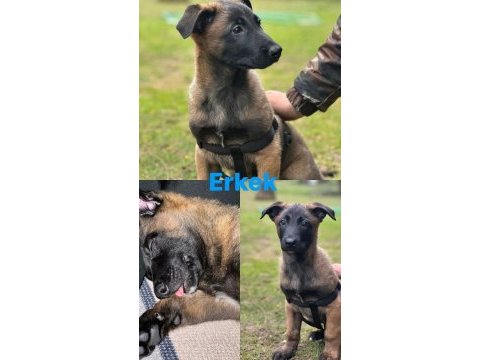 Safkan malinois yavrular en iyisi benim olsun diyene