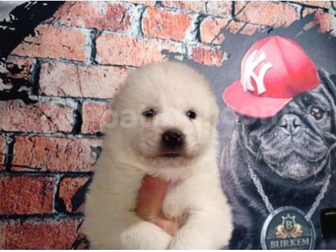 Bembeyaz güzellik safkan samoyed yavrusu