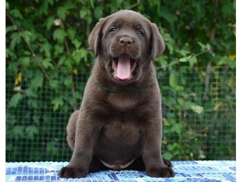 Şecereli labrador retriever