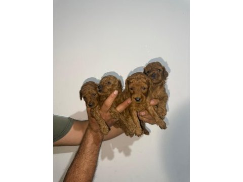 Toy poodle sağlık garantili