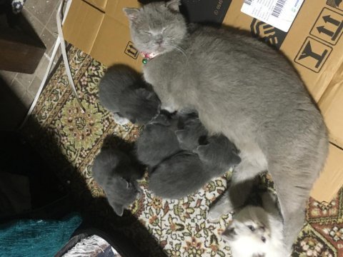 Dünya tatlısı minnoşş kedilerime yeni yuva arıyorum