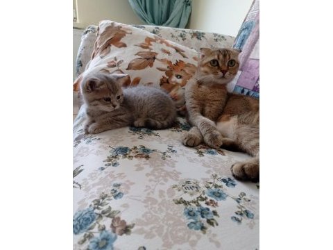 2 aylık british shorhair dişi kedilerimiz