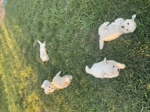 19.06.2023 tarihli terrier yavrular