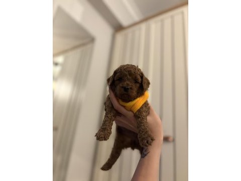 Orjinal red brown poodle yavrular