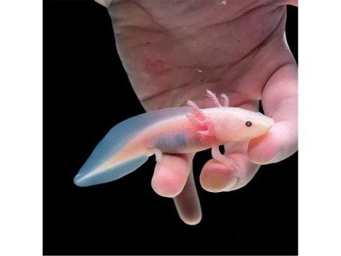 Çok şirin axolotl yavrular adana