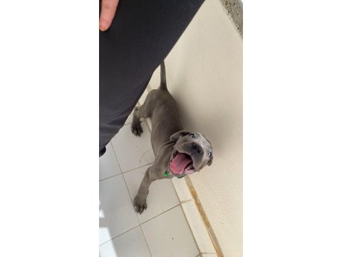 Cane corso erkek
