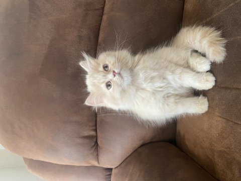 Chinchilla kediler yeni yuvamızı arıyoruz